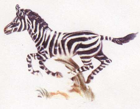 Animals of The Serengeti Grant's Zebra - Boxed