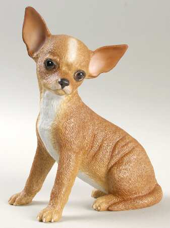 Breed Puppies Chihuahua Puppy - Boxed