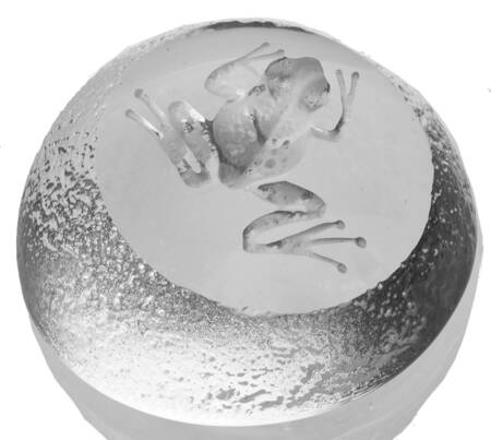Fish Marine Life & Reptiles Frog-Round - No Box