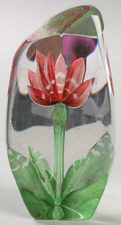 Floral Fantasy Red Anemone  - Boxed