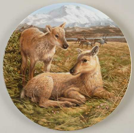 The Beauty of Polar Wildlife Reindeer Young - No Box