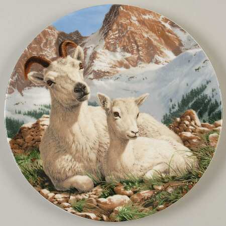 The Beauty of Polar Wildlife Dall Sheep - No Box