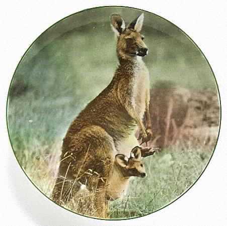 Australian Views Mother Kangaroo With Joey - No Box