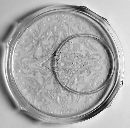 Madrid Clear Round Hot Plate with Indent