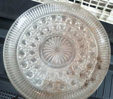 Windsor Clear Dinner Plate