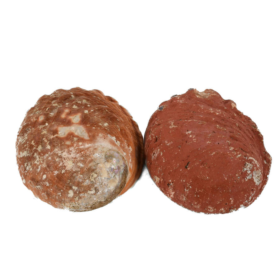 Lot of Three Abalone Seashells-11