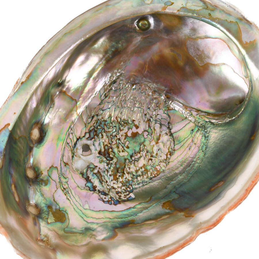 Lot of Three Abalone Seashells-9