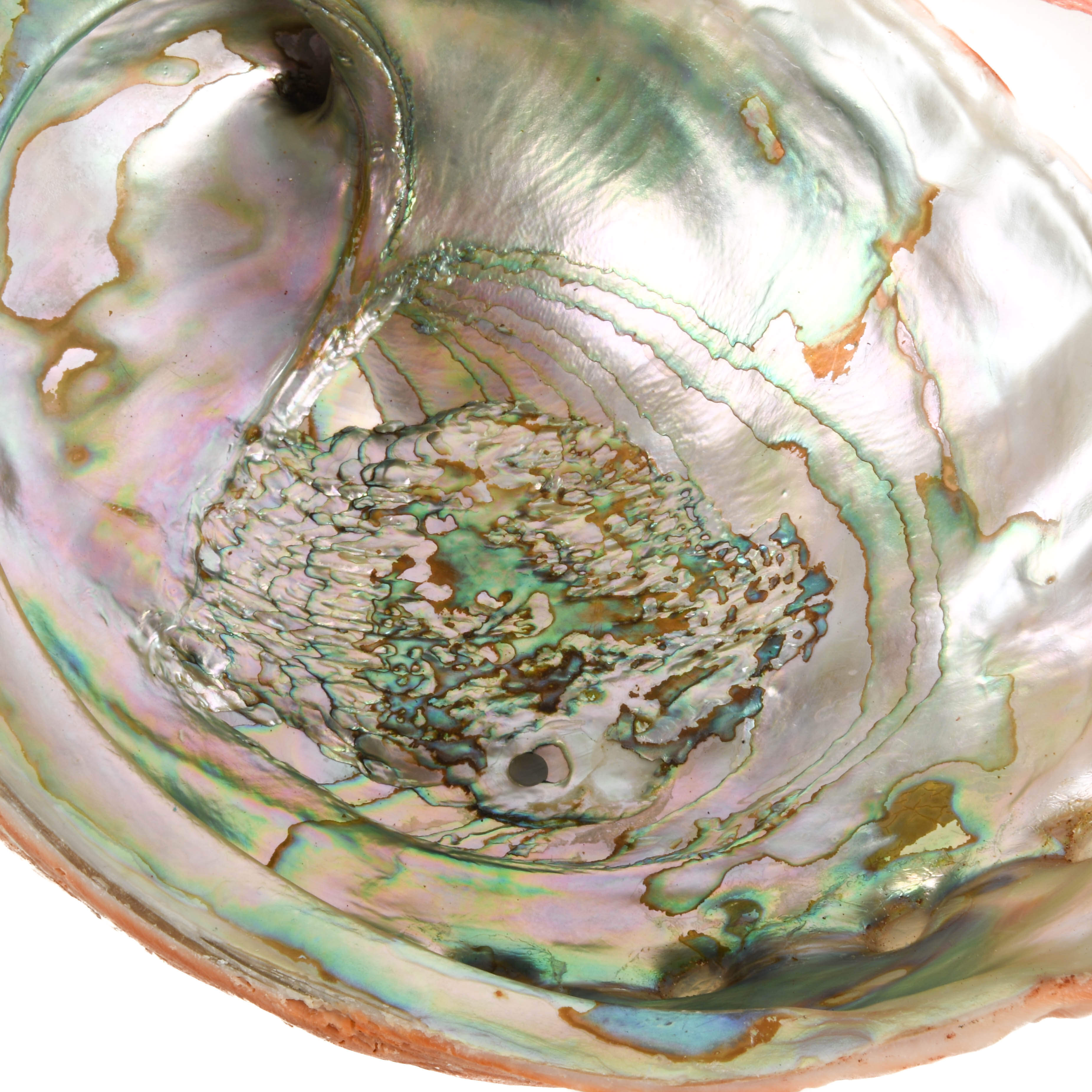 Lot of Three Abalone Seashells-5