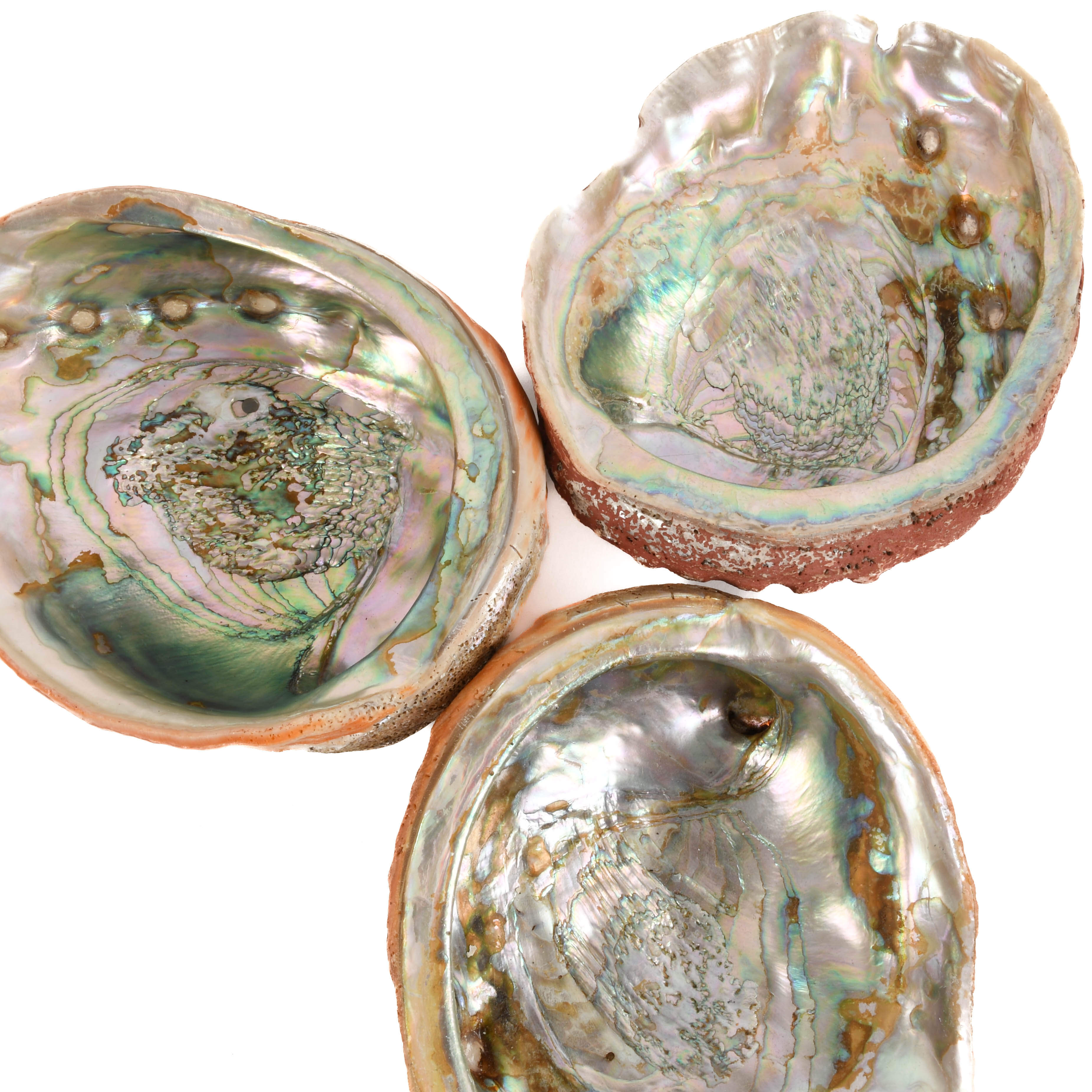 Lot of Three Abalone Seashells-3