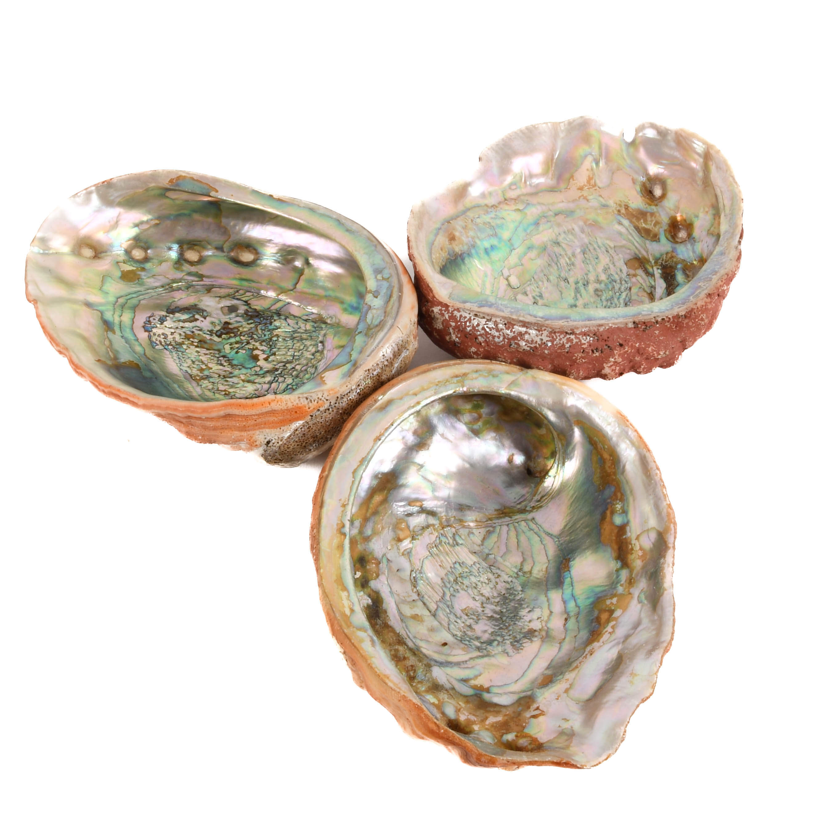 Lot of Three Abalone Seashells-1