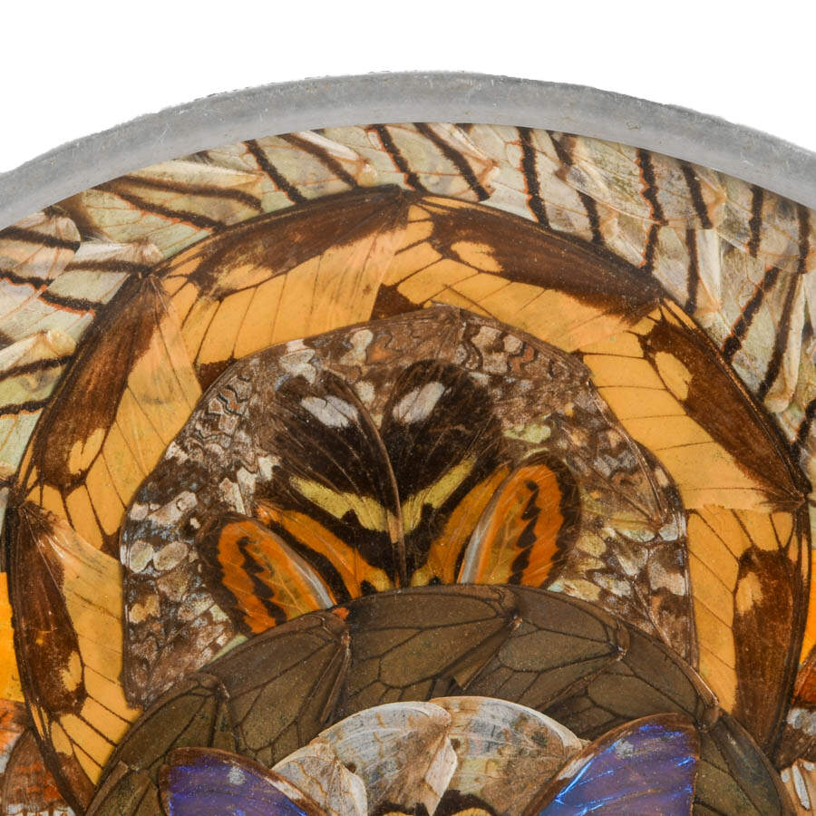 Brazilian Butterfly Wing Plate with Metal Trim-3