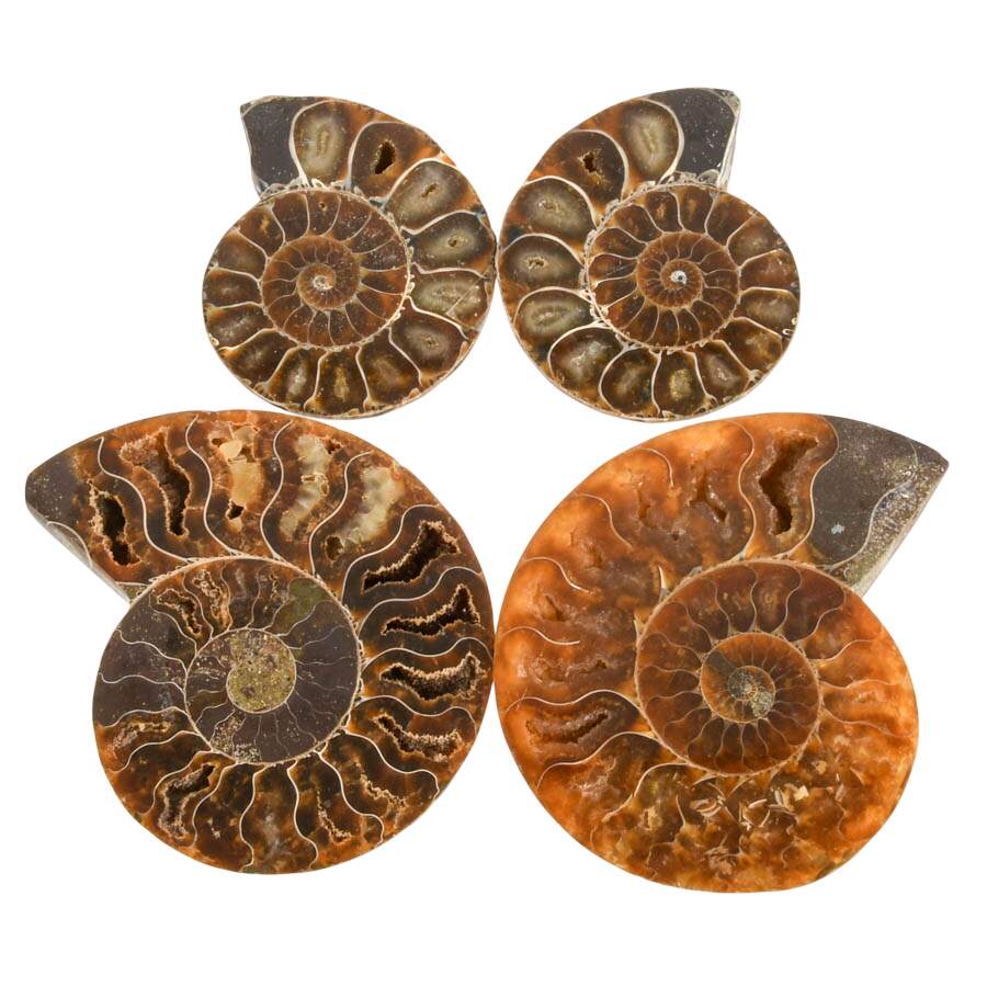 Curated Set of Four Matching Cleoniceras Ammonite Fossils-6