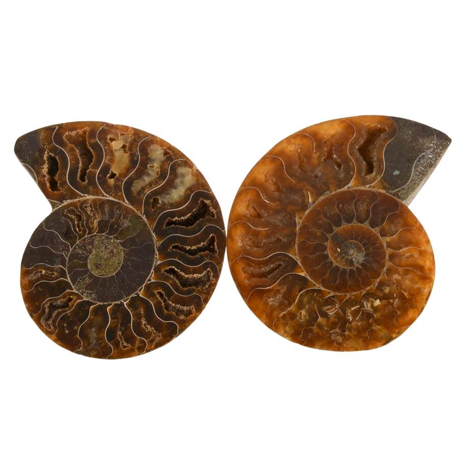Curated Set of Four Matching Cleoniceras Ammonite Fossils-5