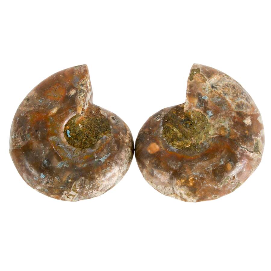 Curated Set of Four Matching Cleoniceras Ammonite Fossils-3
