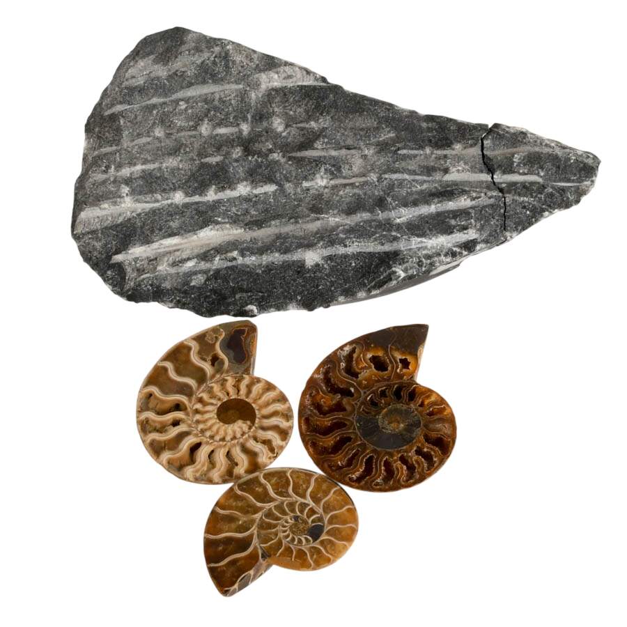 Display Collection of Four Cleoniceras Ammonite and Orthoceras Fossils-8