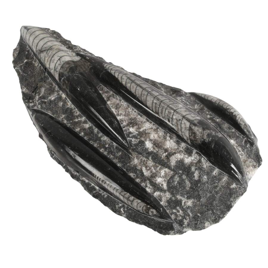 Display Collection of Four Cleoniceras Ammonite and Orthoceras Fossils-6