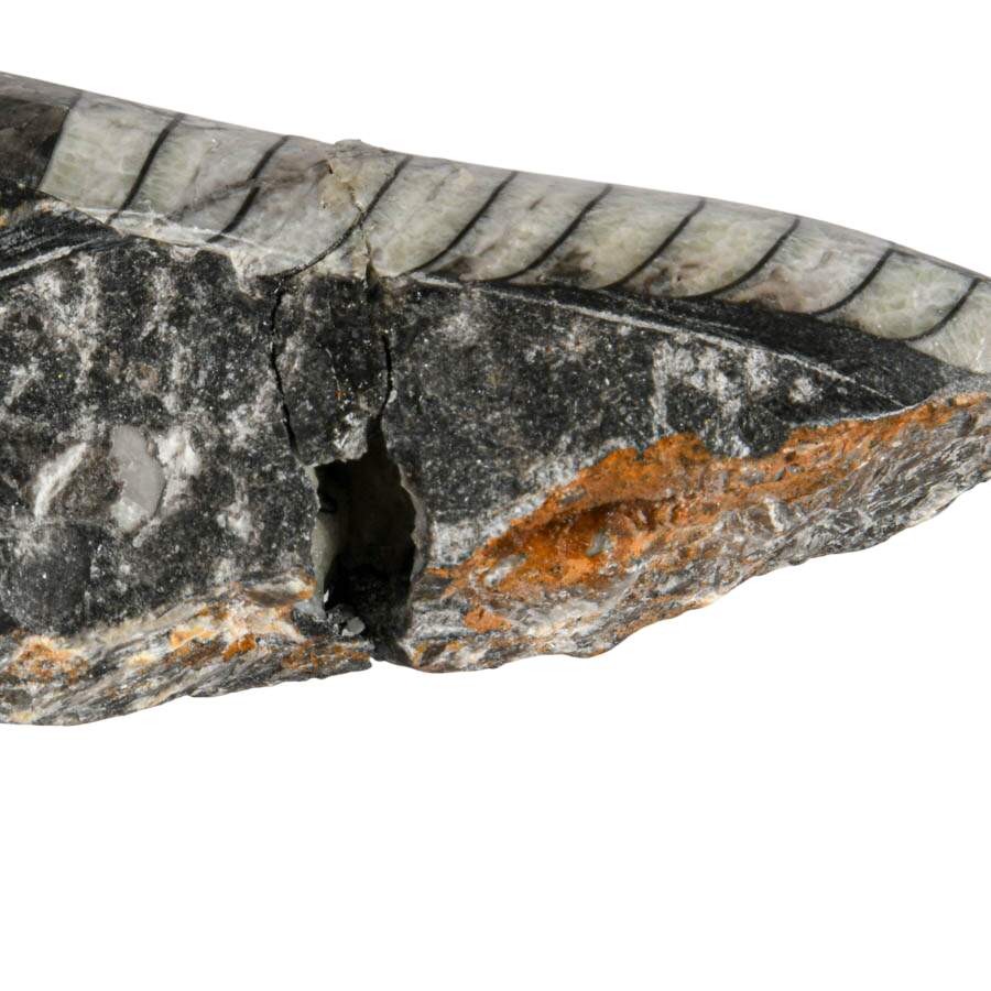 Display Collection of Four Cleoniceras Ammonite and Orthoceras Fossils-5