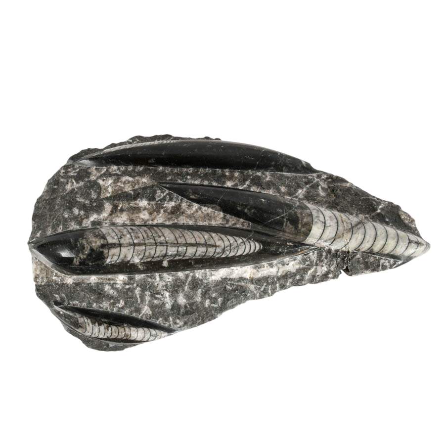 Display Collection of Four Cleoniceras Ammonite and Orthoceras Fossils-4