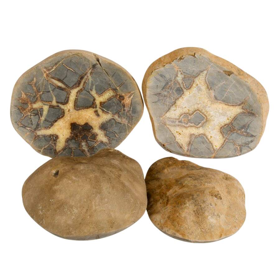Quad Set of Septarian Nodule Slice Specimens-5