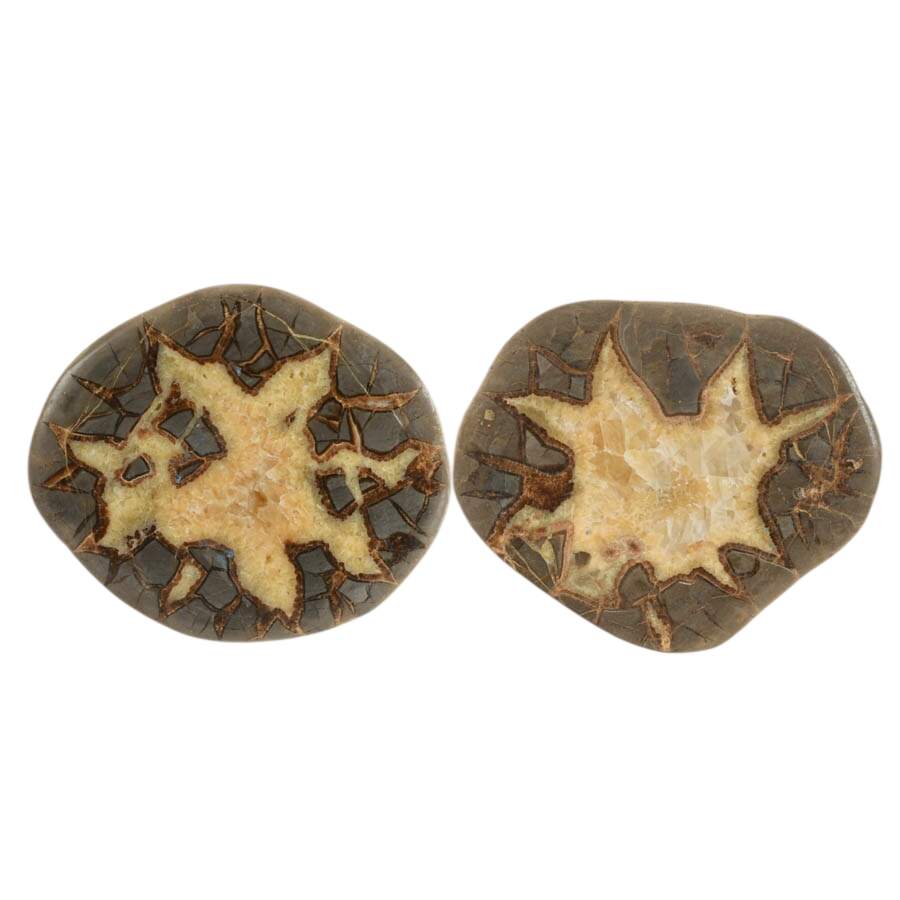 Quad Set of Septarian Nodule Slice Specimens-3