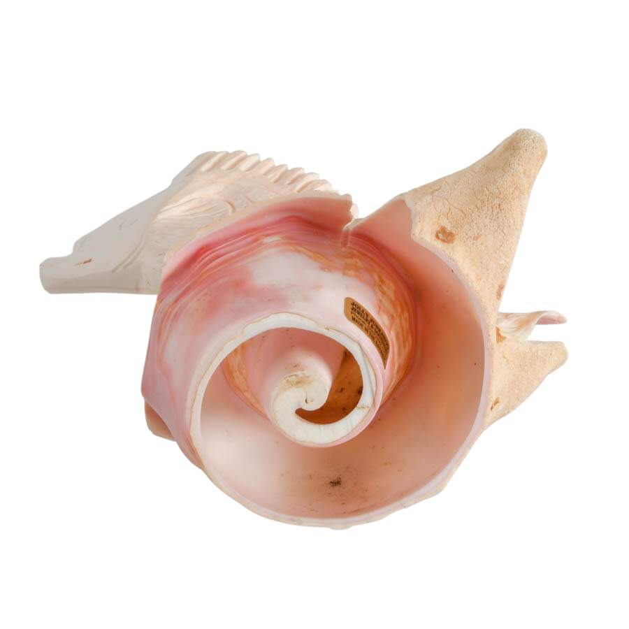Hand-Carved Conch Shellfish Mounted on a Natural Conch Shell-8