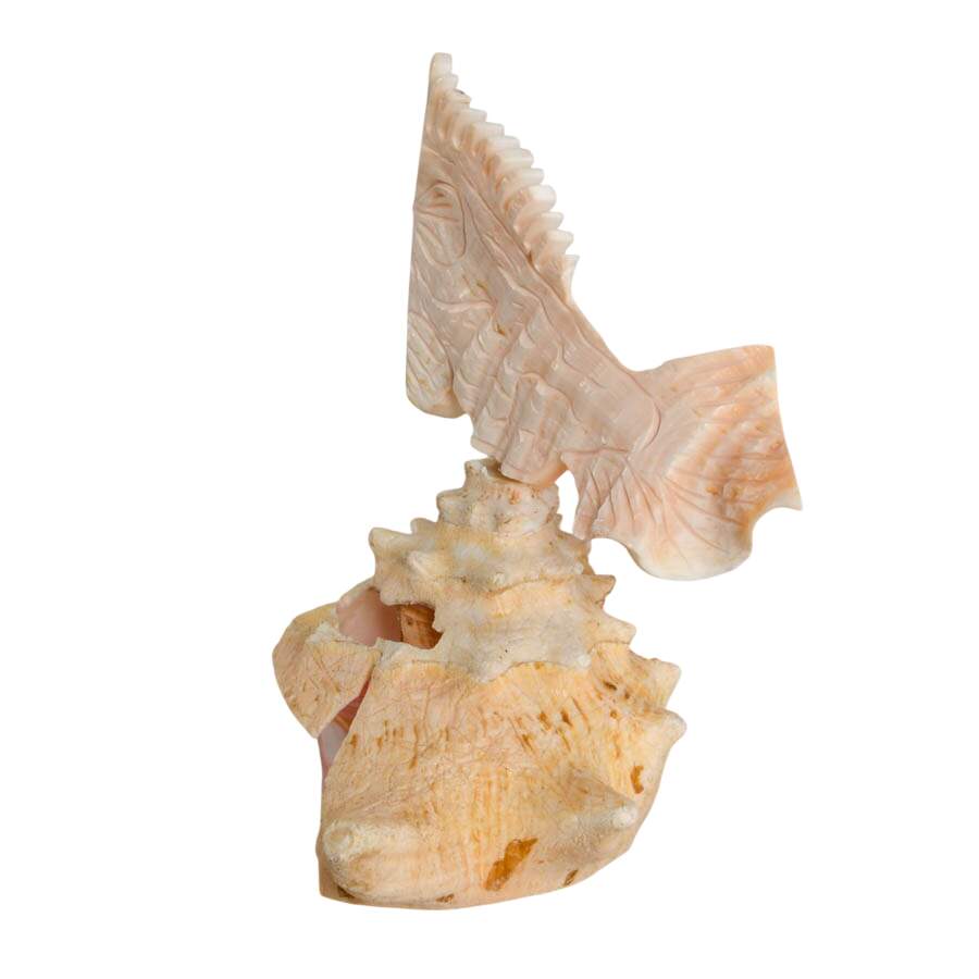 Hand-Carved Conch Shellfish Mounted on a Natural Conch Shell-4