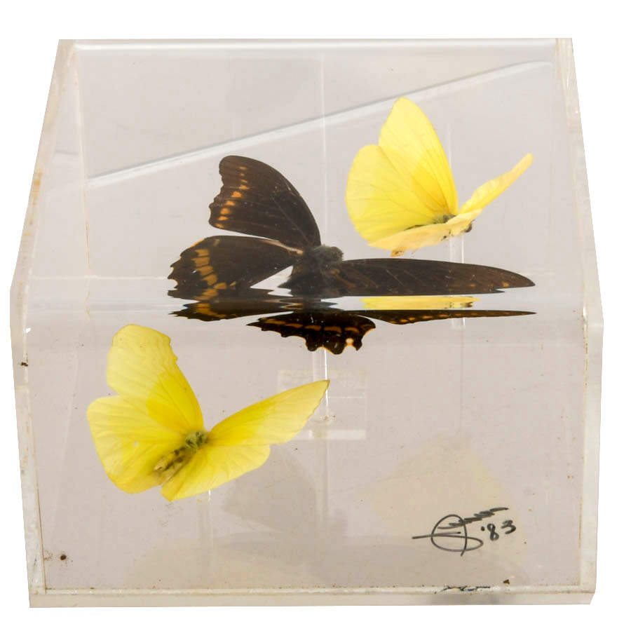 Signed Gold Rim Swallowtail and Common Mormon Butterfly Display Case-8
