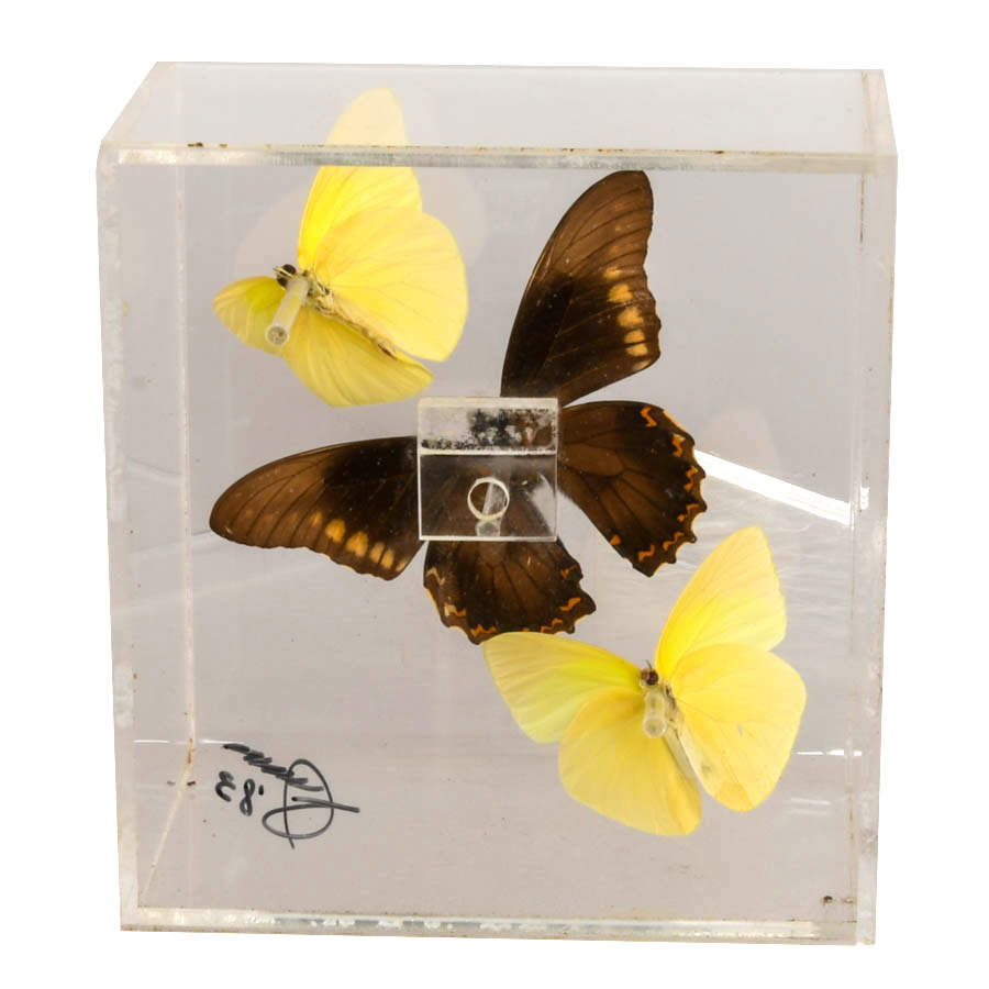 Signed Gold Rim Swallowtail and Common Mormon Butterfly Display Case-5