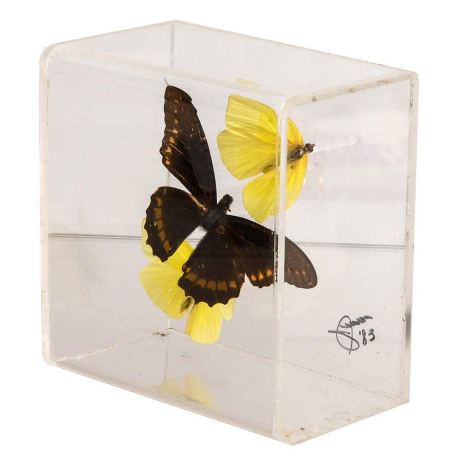 Signed Gold Rim Swallowtail and Common Mormon Butterfly Display Case-3