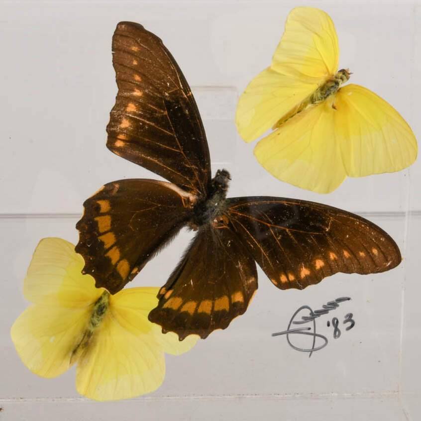 Signed Gold Rim Swallowtail and Common Mormon Butterfly Display Case-2