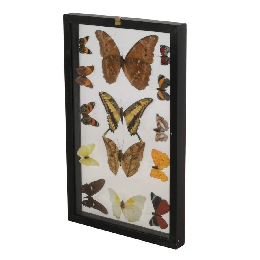 Framed Collection of Preserved Butterfly Specimens-9
