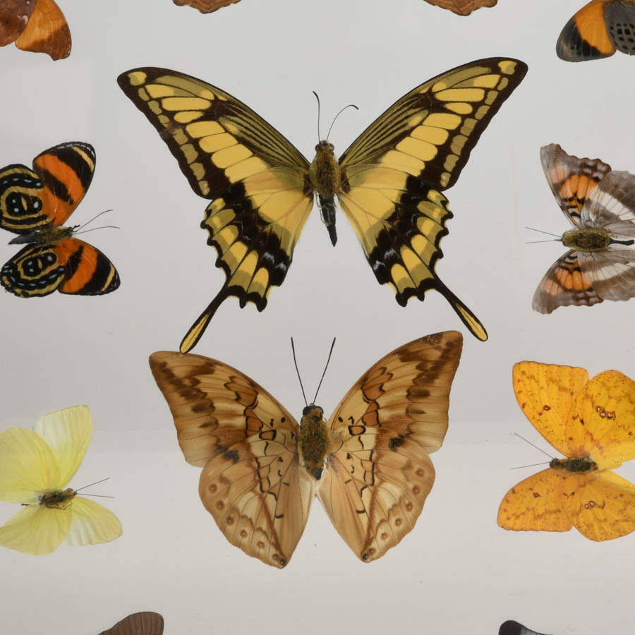Framed Collection of Preserved Butterfly Specimens-7