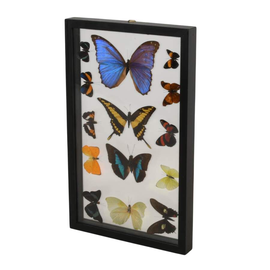 Framed Collection of Preserved Butterfly Specimens-5