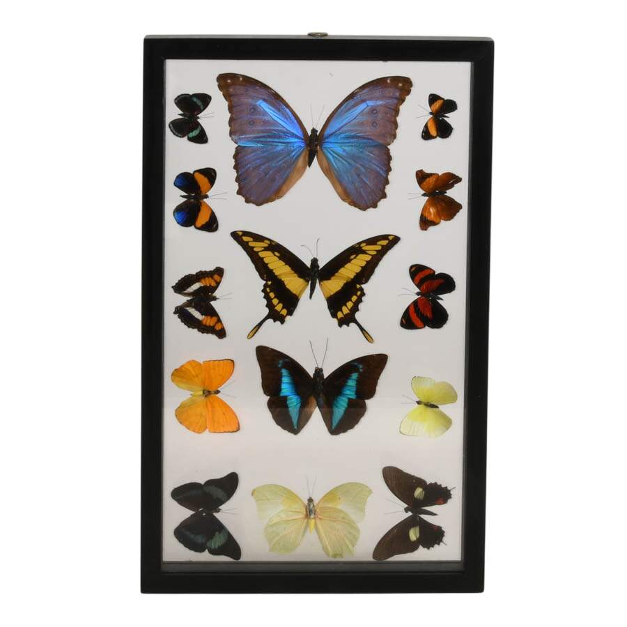 Framed Collection of Preserved Butterfly Specimens-1