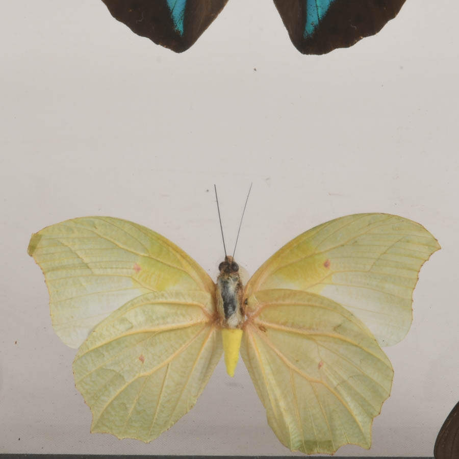 Framed Collection of Preserved Butterfly Specimens-3