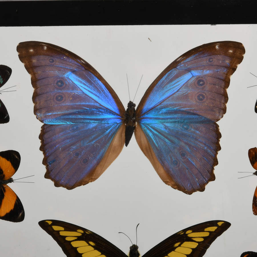 Framed Collection of Preserved Butterfly Specimens-2