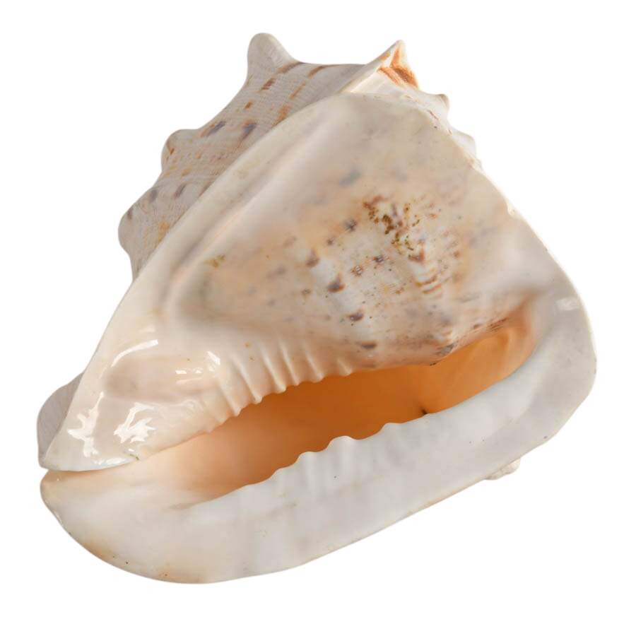 Large Queen Helmet Conch Shell-7