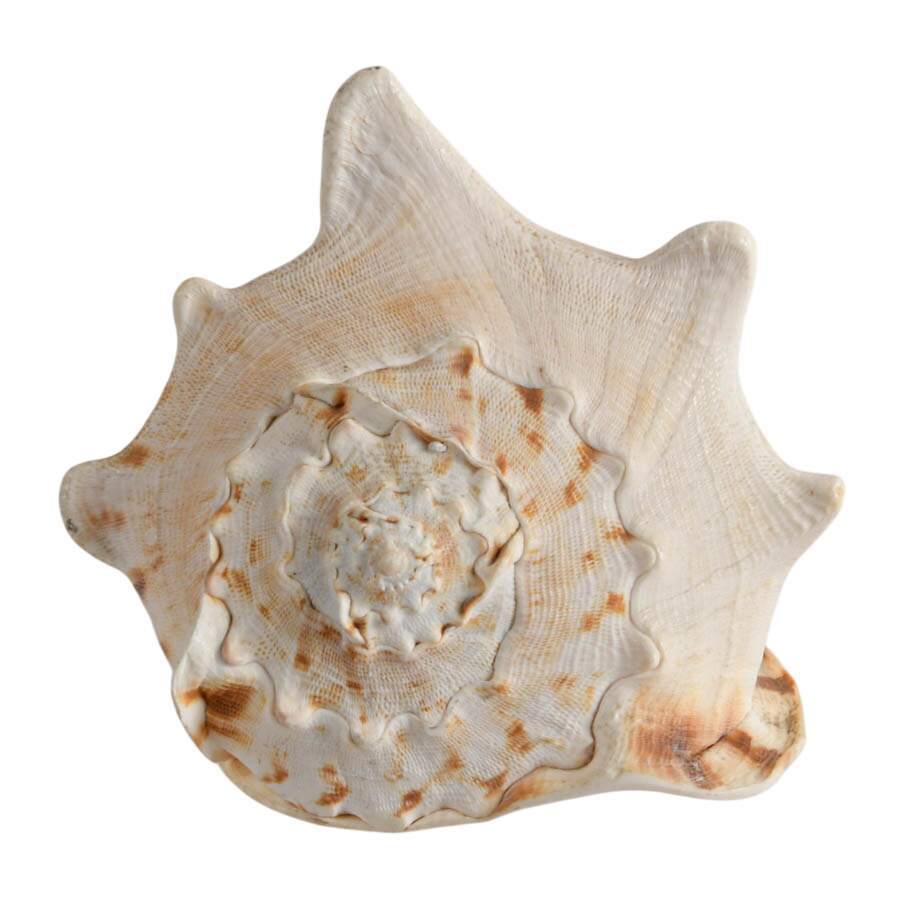 Large Queen Helmet Conch Shell-5