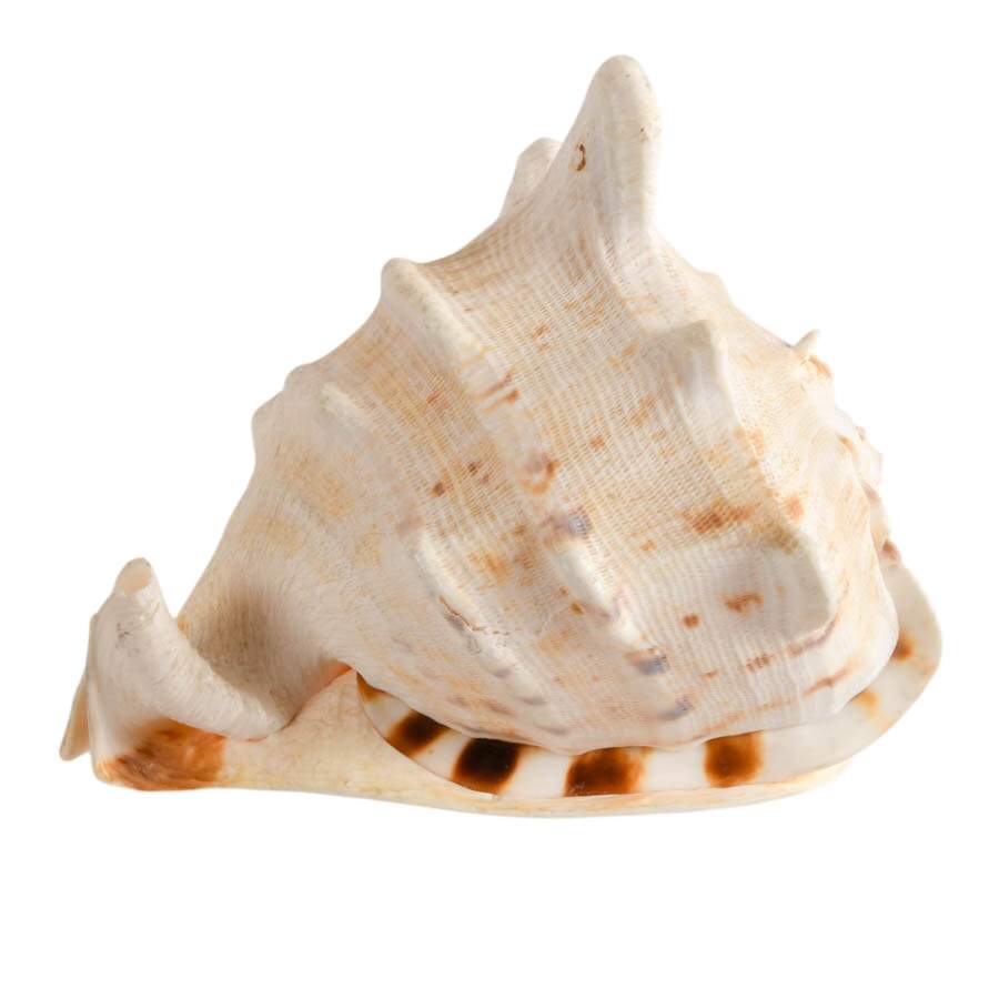 Large Queen Helmet Conch Shell-4