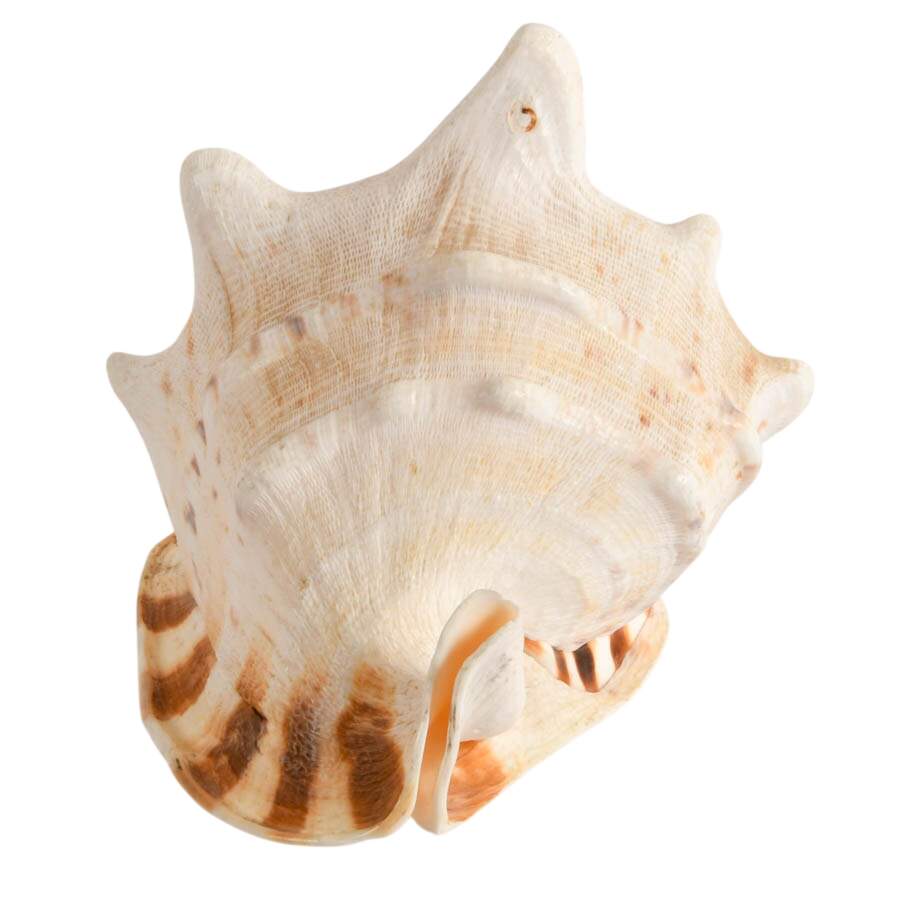 Large Queen Helmet Conch Shell-3