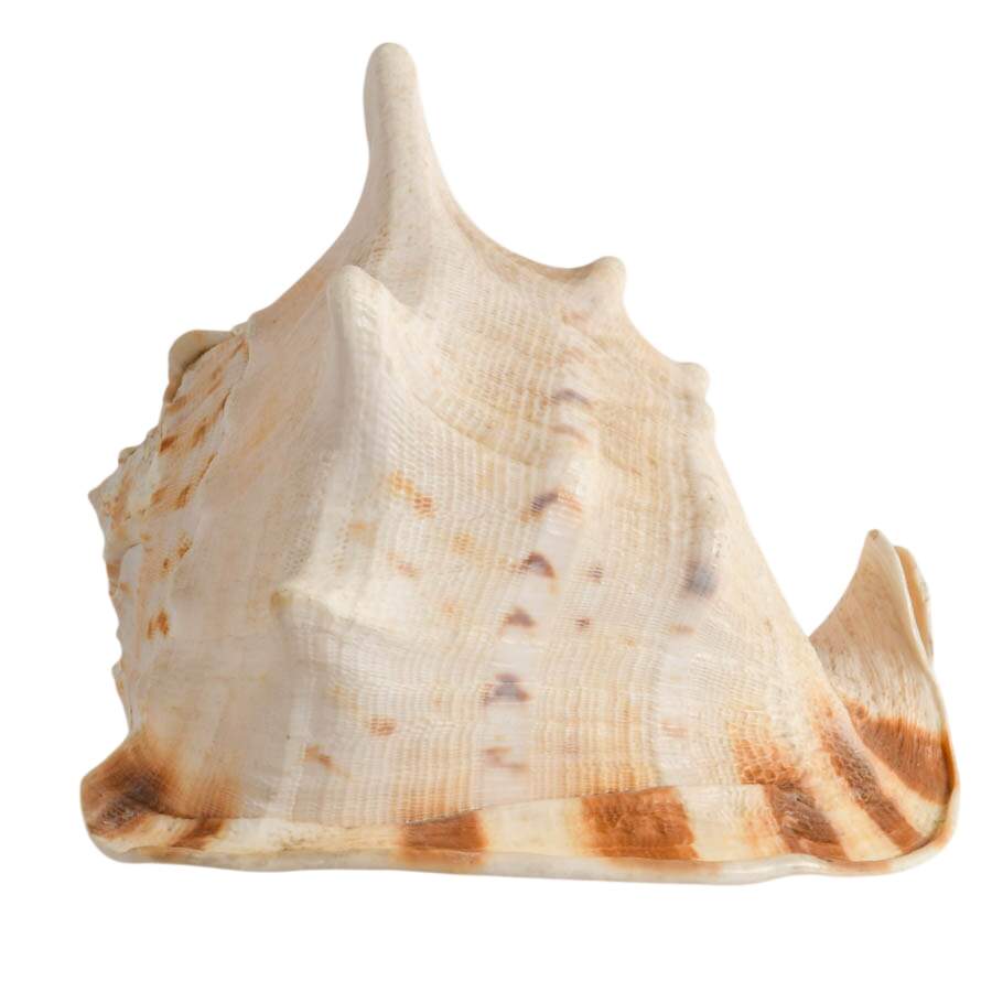 Large Queen Helmet Conch Shell-1