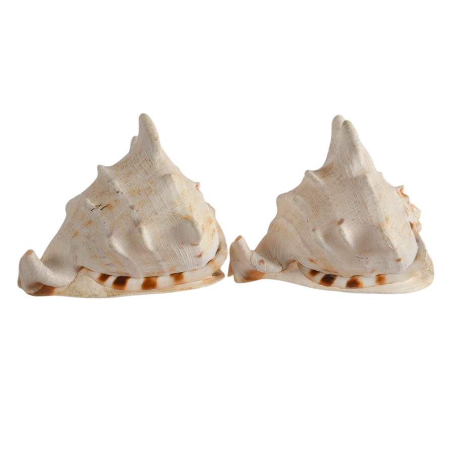 Pair of Queen Helmet Conch Shells-6