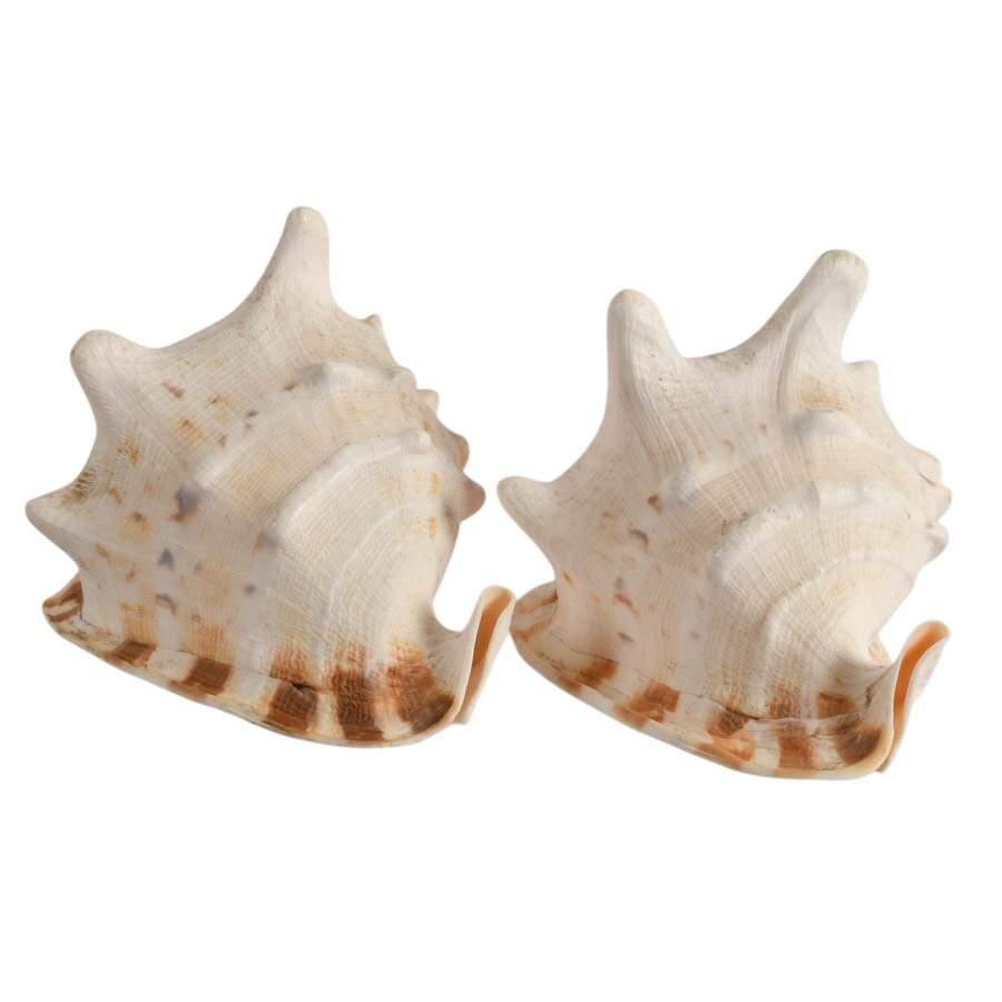 Pair of Queen Helmet Conch Shells-4