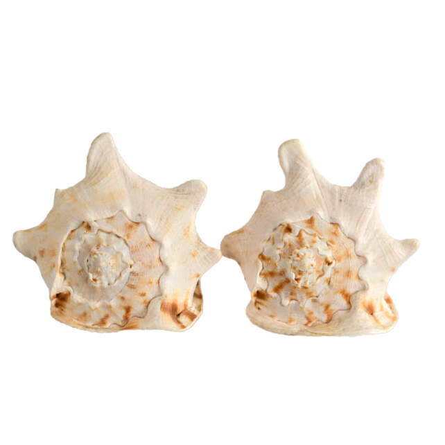 Pair of Queen Helmet Conch Shells-1