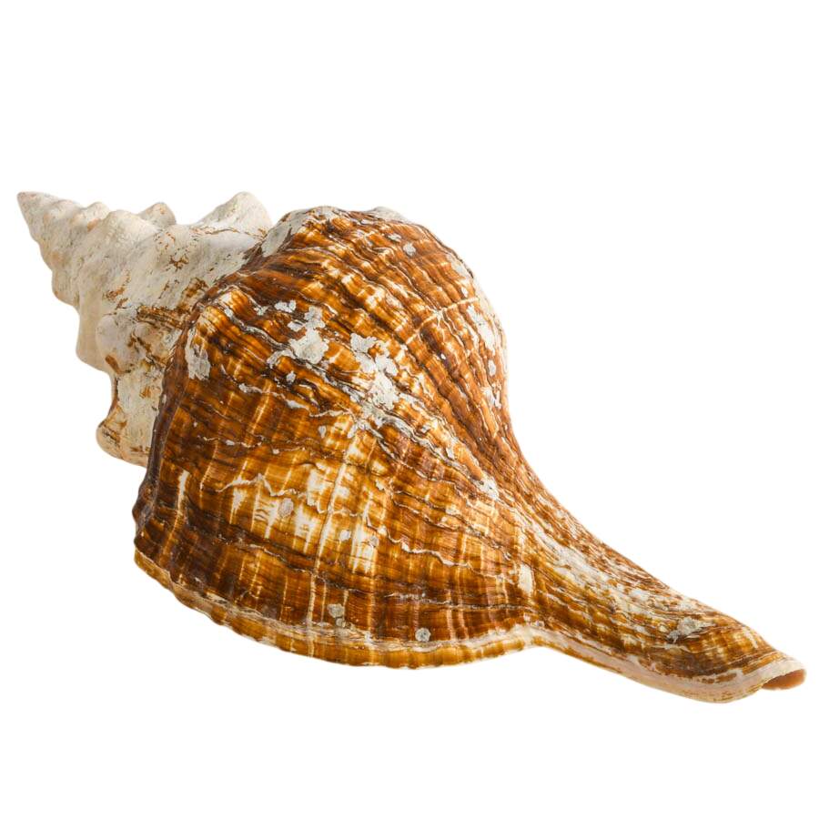 Large Horse Conch Shell-5