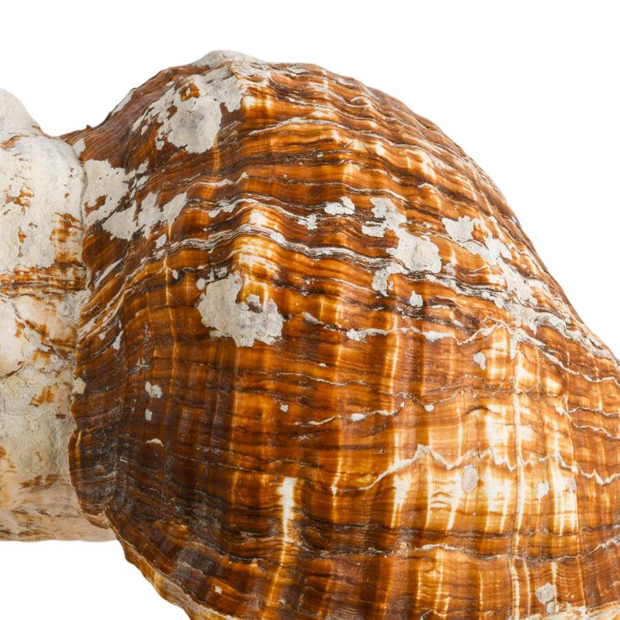 Large Horse Conch Shell-3