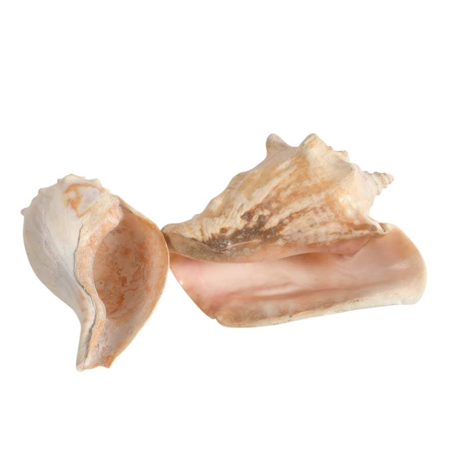 Whelk Shell and Queen Conch Shell Combo-8