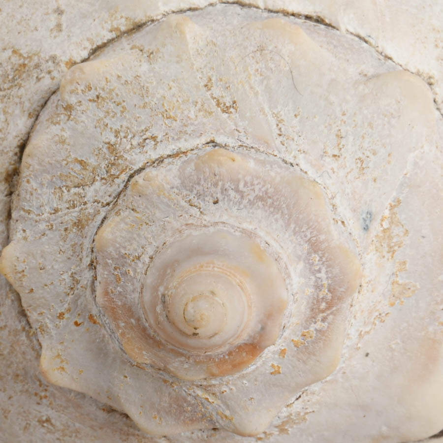 Whelk Shell and Queen Conch Shell Combo-7