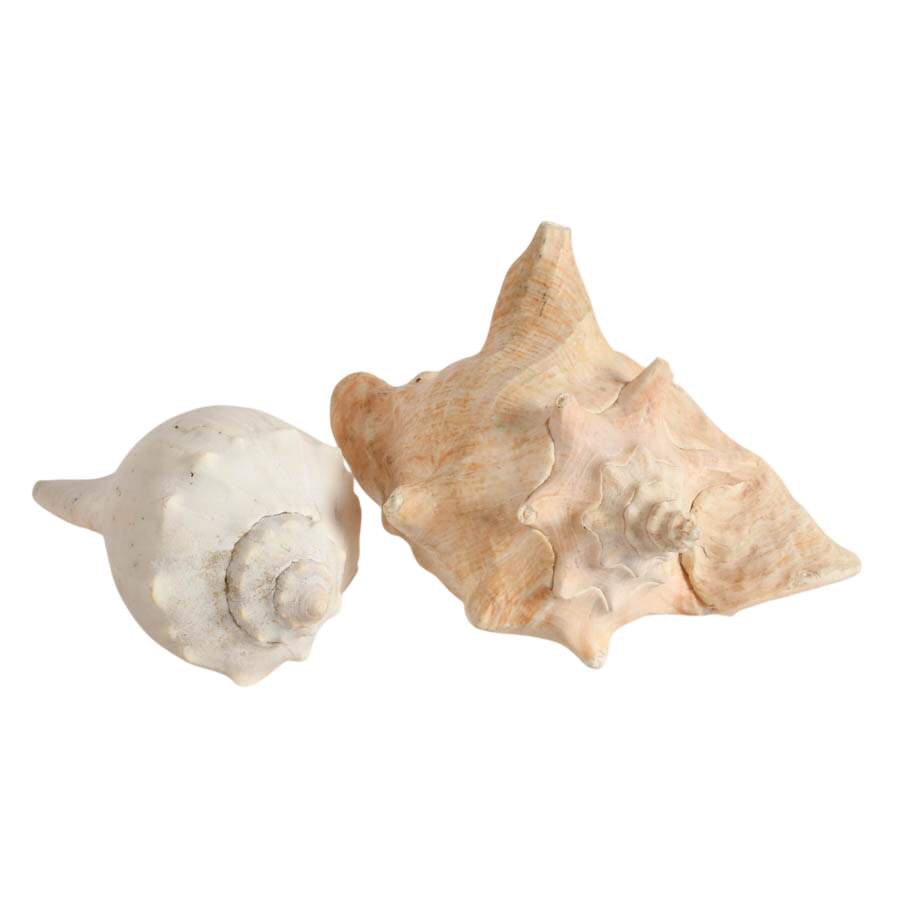 Whelk Shell and Queen Conch Shell Combo-5