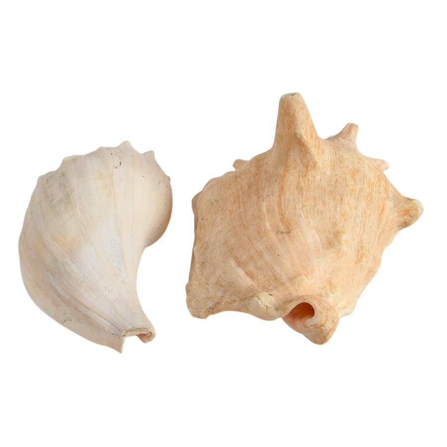 Whelk Shell and Queen Conch Shell Combo-3